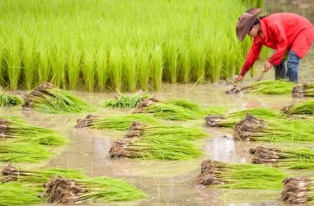 Show tours in category Exportation du riz au Laos Picture for category Exportation du riz au Laos